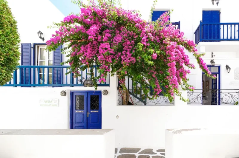Wit Grieks huis met blauwe deuren en bougainville