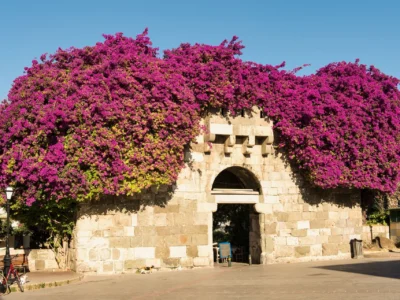 Stenen poort in Kos-stad, overwoekerd met paarse bougainville