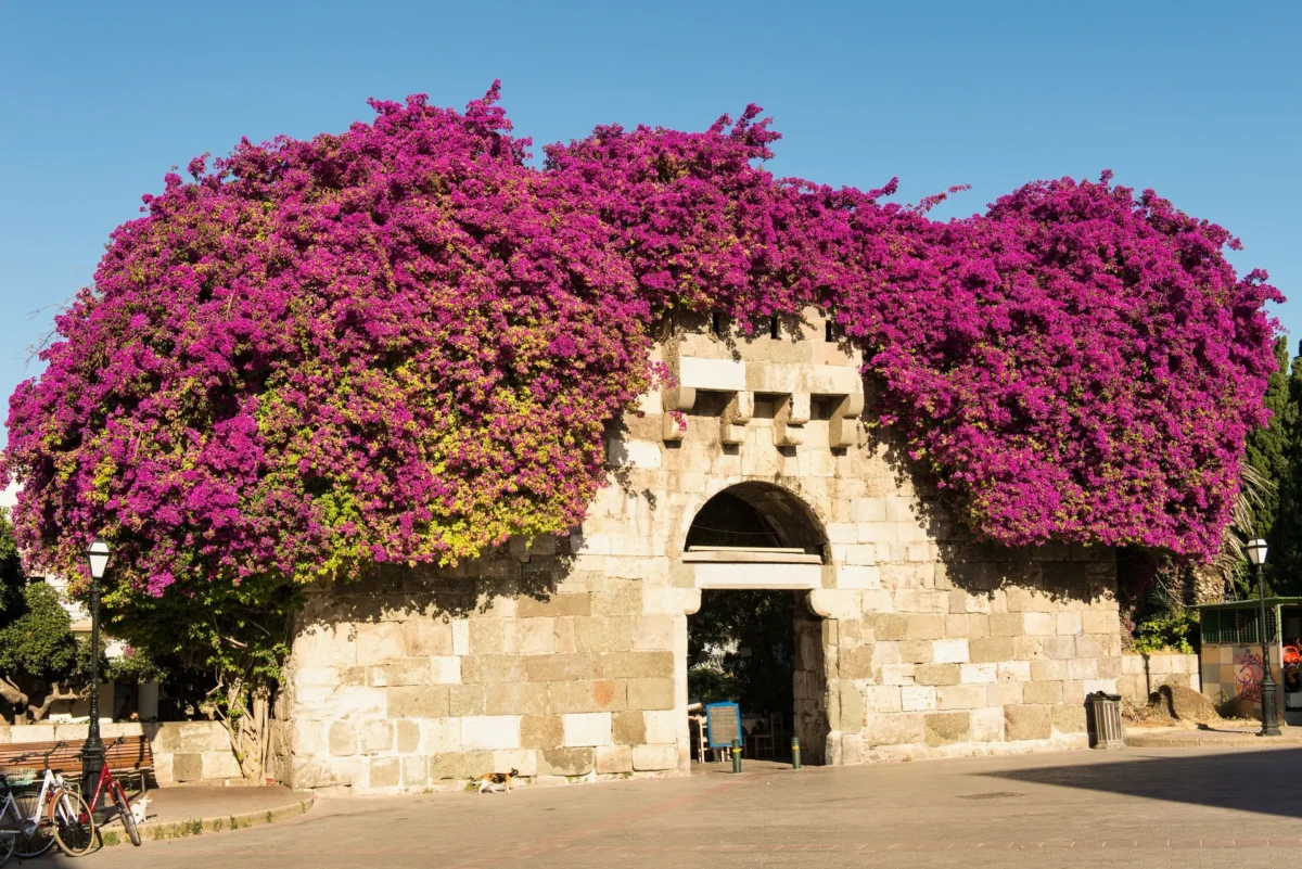 Oude stenen poort in Kos-stad overwoekerd door paarse bougainville onder een blauwe lucht